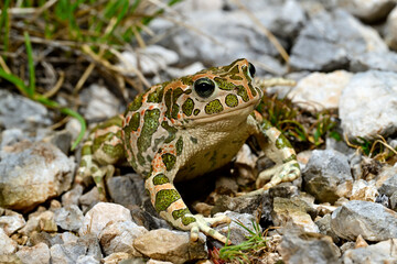 Wechselkröte // European green toad (Bufotes viridis) - Blidinje Naturpark, Bosnien-Herzegowina