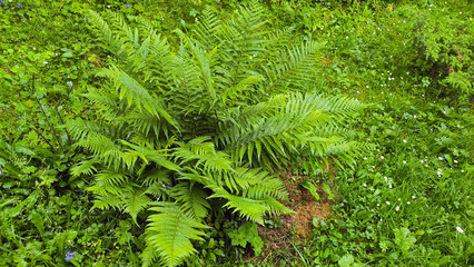 bush of green fern leaves close up