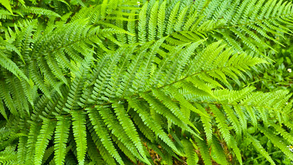 bush of green fern leaves close up