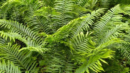 bush of green fern leaves close up