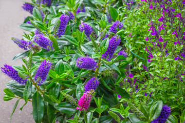 Hebe flowers