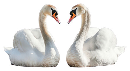 Obraz premium PNG Elegant swans facing each other