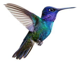 PNG Colorful hummingbird in flight
