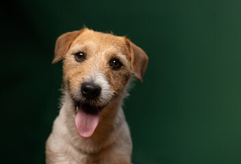 Portrait of a happy Jack Russell Terrier with its tongue out against a green background. Card template or banner with copy space.