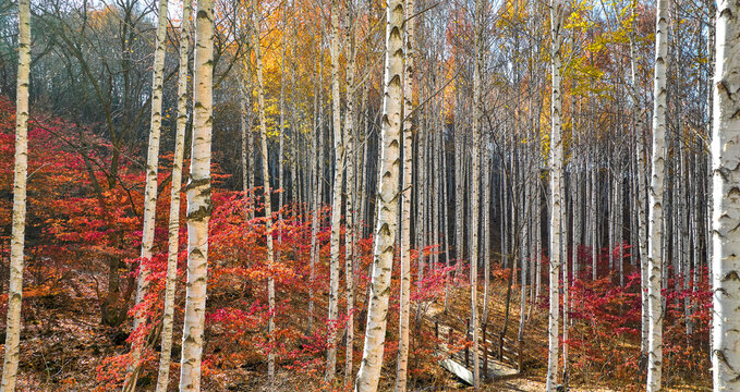 Autumnal view of wood deck trail with birtch and maple trees of yellow and red leaves on the mountain at Wondae-ri near Inje-gun, South Korea
