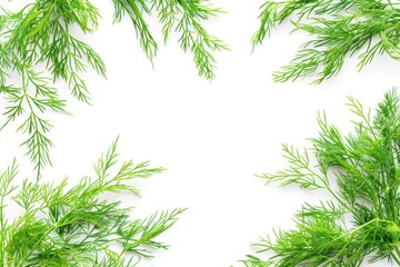 Fototapeta premium Dill fresh healthy herb leaves on white background. Fresh wholefoods farmer's market produce. Healthy lifestyle