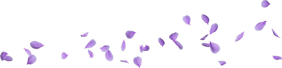 purple cherry blossom petals