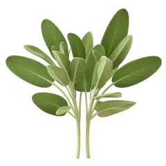 Close-up of fresh sage herb leaves isolated on white background, perfect for culinary and medicinal purposes.