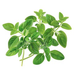 Fresh green basil leaves on white background, perfect for culinary and herbal themes, cooking or food-related projects.