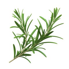 Fototapeta premium Fresh rosemary sprig with green leaves isolated on white background. Aromatic herb used in cooking and seasoning dishes.