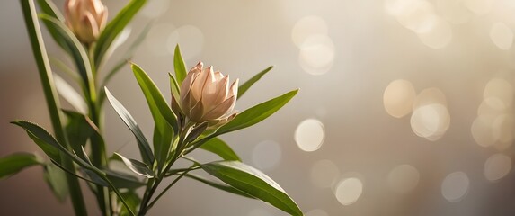 Artistic photo of beautiful flowers with the effect of Bokeh lights and the play of light and shadow.