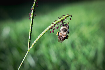 Bee In Action 