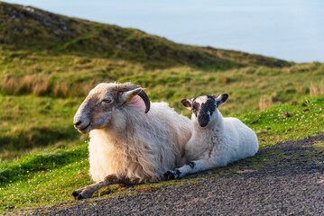 Blackface hill-breed sheep warm up their body in the early morning sun.