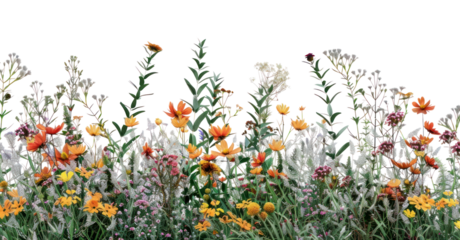 PNG Colorful wildflowers against white background