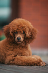 Poodle babies in kennel. miniature poodle puppy.. Dwarf poodle	
