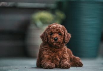 Poodle babies in kennel. miniature poodle puppy.. Dwarf poodle	
