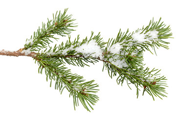 Branch of a winter pine tree isolated on white
