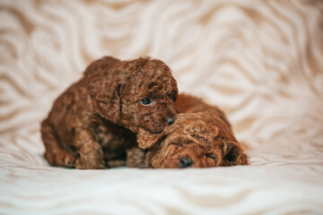 Poodle babies in kennel. Newborn puppies inside. Dwarf poodle	
