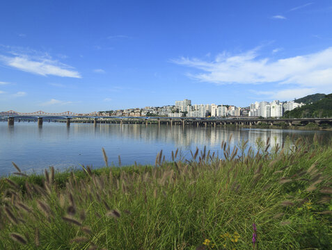 Geumho-dong, Seongdong-gu, Seoul, South Korea - September 9, 2022: Summer view of pearl millet besides Han River with Dongho Bridge and Gangbyeon Expressway against apartments
