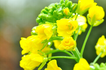 Obraz premium 雨に濡れた菜の花 