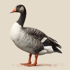 Obraz premium goose isolated on white background