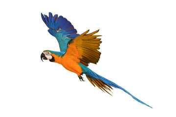 Colorful flying Blue and Gold Macaw parrot isolated on transparent background png file