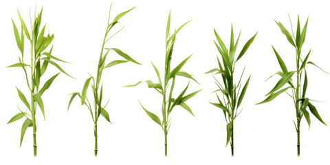Fototapeta premium Five slender dwarf bamboo plants display vibrant green foliage, perfect for enhancing garden aesthetics and creating a serene outdoor space