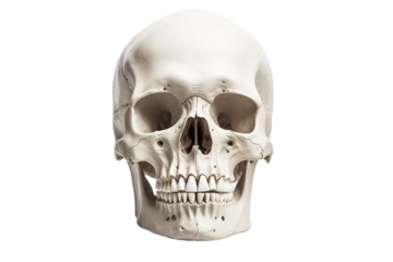A realistic human skull is presented prominently, showcasing detailed anatomical features against a plain white background