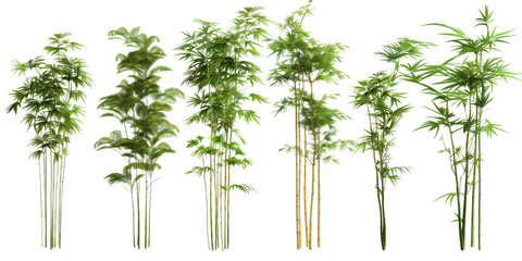 Naklejka premium A collection of dwarf bamboo plants showcases vibrant greens, creating a beautiful ornamental display in a sunlit garden