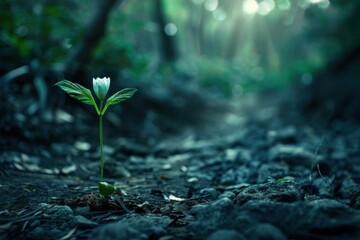 A small white flower is growing in the middle of a forest