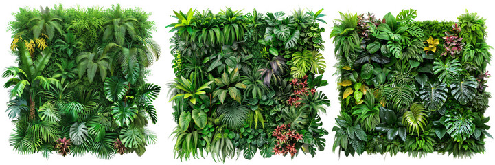 Fototapeta premium Set of beautiful green garden wall with a variety of tropical plants, carefully cut out isolated on transparent background