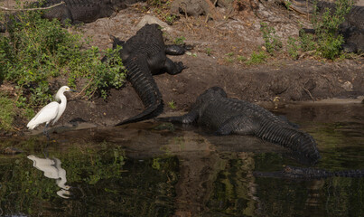 White heron in a tree