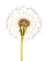 PNG Dandelion flower plant white.