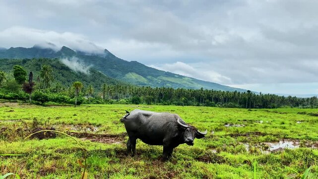  water buffalo in a field against a background of mountains and clouds. Carabao.