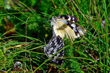 Marbled white - mating // Schachbrett - Paarung (Melanargia galathea) 
