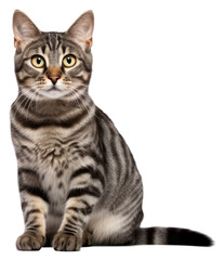 Fototapeta premium PNG Animal mammal kitten pet.