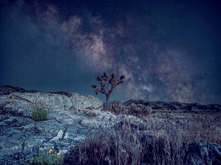 Milky Way core over a Joshua tree and desert landscape