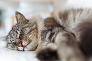 portrait sleeping fluffy gray cat