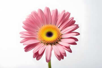 Obraz premium Gerbera daisy flower on white background, Ai Generated
