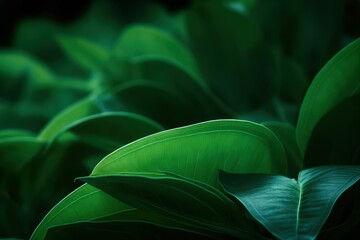 Obraz premium Close-up of Lush Green Leaves