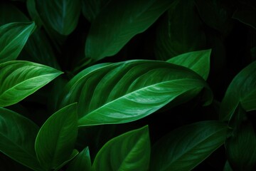 Obraz premium Green Leaves Texture