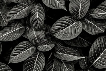 Black and White Tropical Leaves