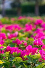 Close-up of pink flowers in the garden.