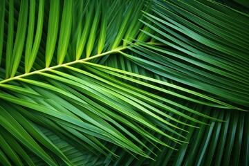 Palm Leaf Texture, Close-up