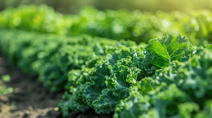 Kale farming for business with selective focus on green produce