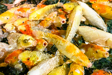 A vibrant and bustling view of colorful koi fish as they swim together in a tranquil pond located.