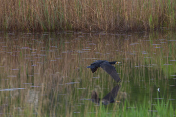 cormorano in volo a pelo d' acqua sullo stagno