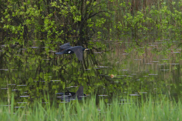 cormorano in volo a pelo d' acqua sullo stagno