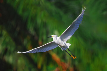White egret in flight over beautiful water lake, in  tropical nature background