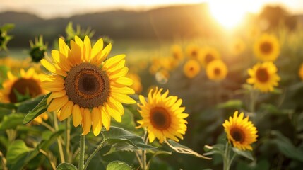 Obraz premium A field of sunflowers with a bright yellow sun in the background